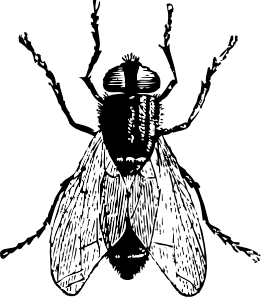 11954387511887014124johnny_automatic_fly.svg.med