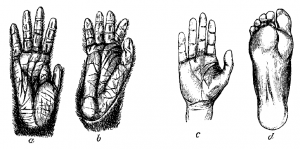 chimp_man_hand_foot